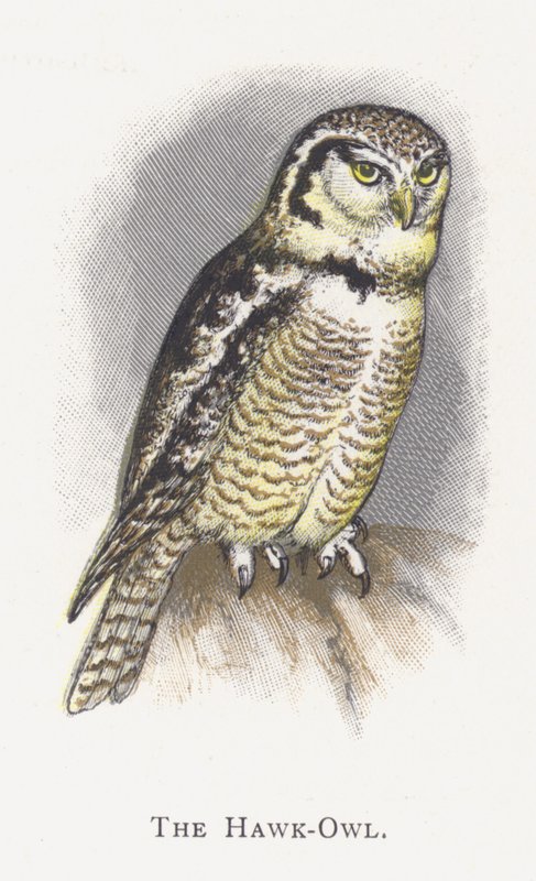 Hökugglan av Alexander Francis Lydon