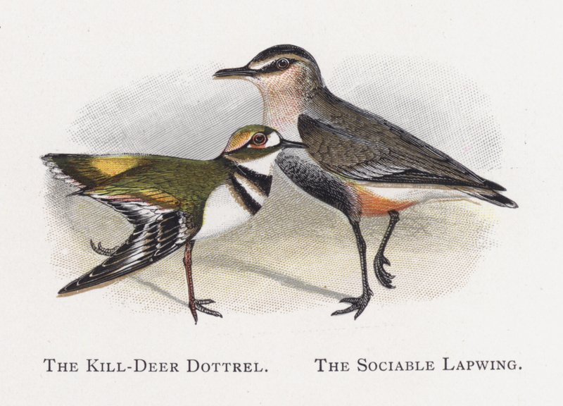 Killdeer Dotterel, The Social Lapwing av Alexander Francis Lydon