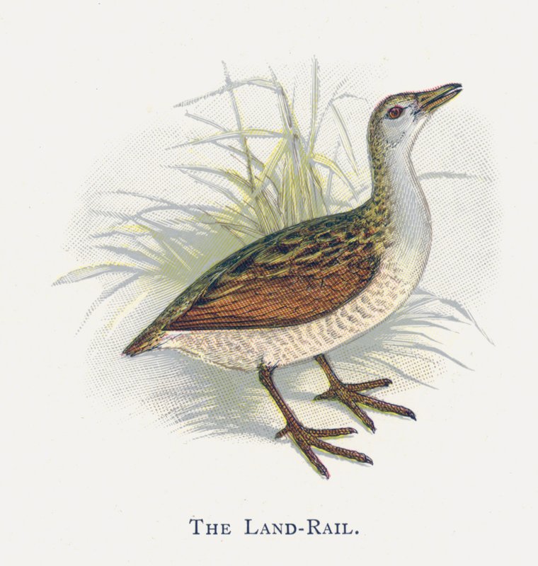 Land-Railen av Alexander Francis Lydon