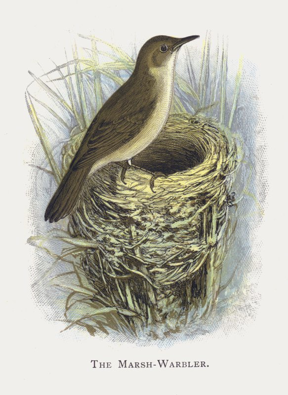 Marsh-Warbler av Alexander Francis Lydon