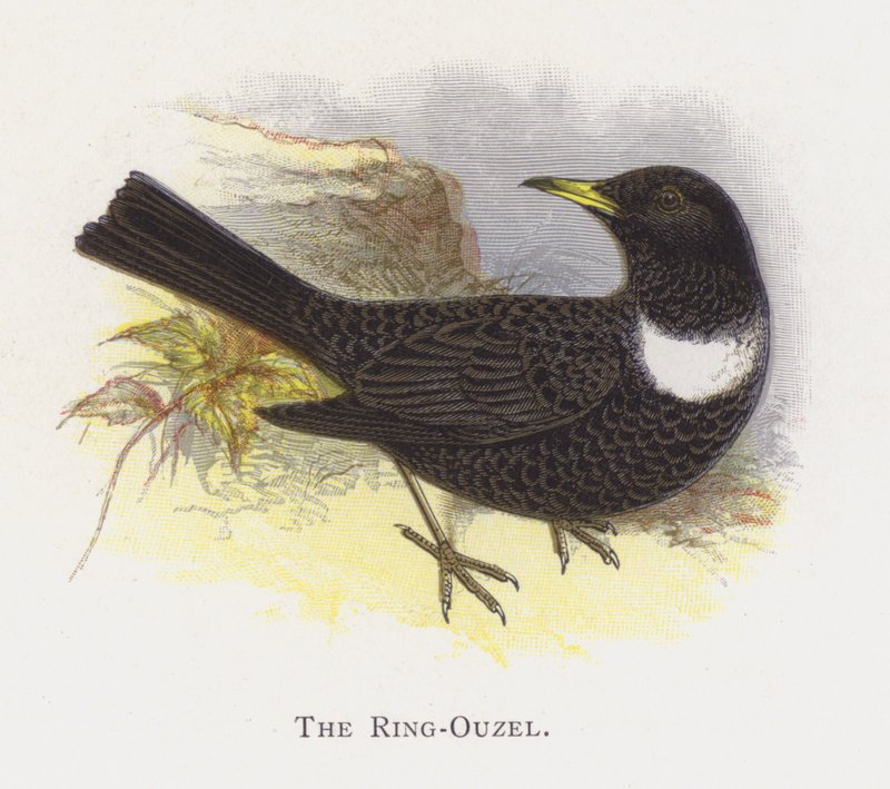 Ring-Ouzel av Alexander Francis Lydon
