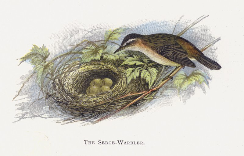 Sedge-Warbler av Alexander Francis Lydon