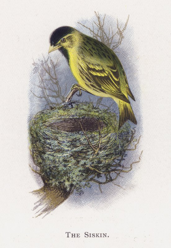 Siskin av Alexander Francis Lydon