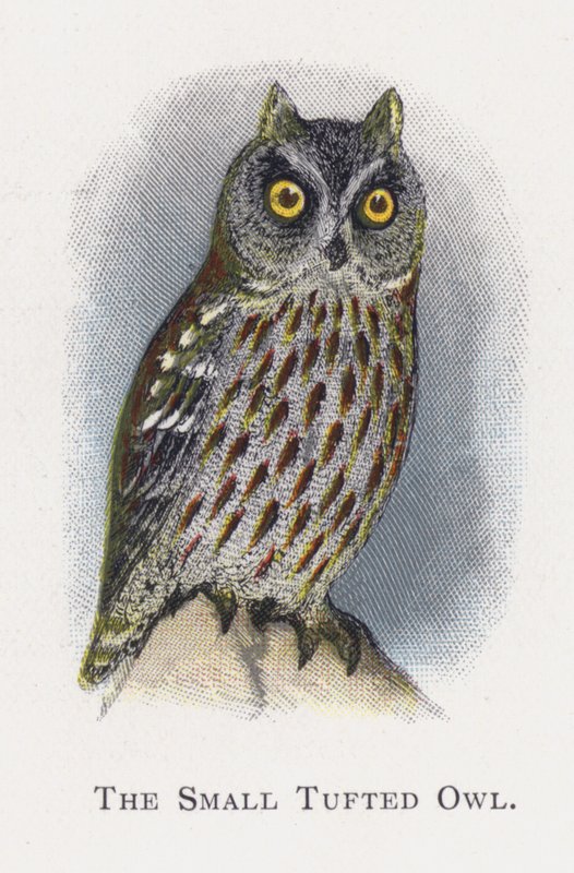 Den lilla tofsugglan av Alexander Francis Lydon