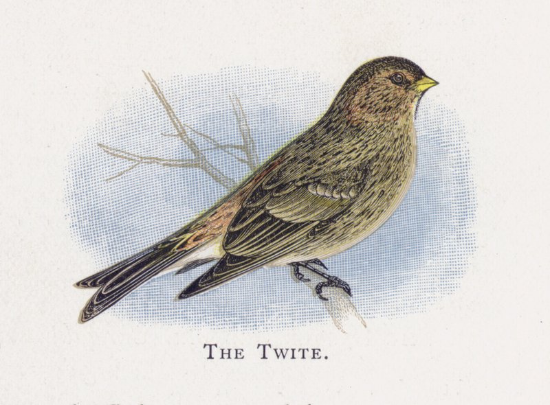 The Twite av Alexander Francis Lydon