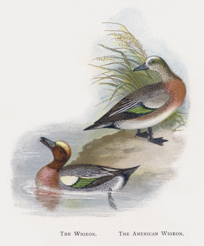 The Wigeon, The American Wigeon av Alexander Francis Lydon