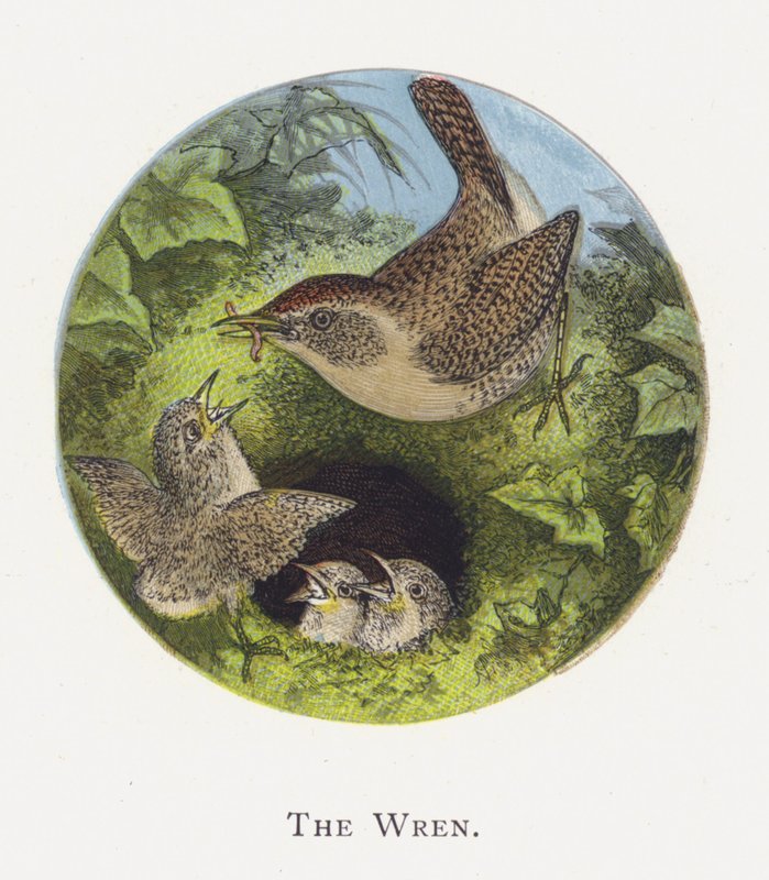 Wren av Alexander Francis Lydon