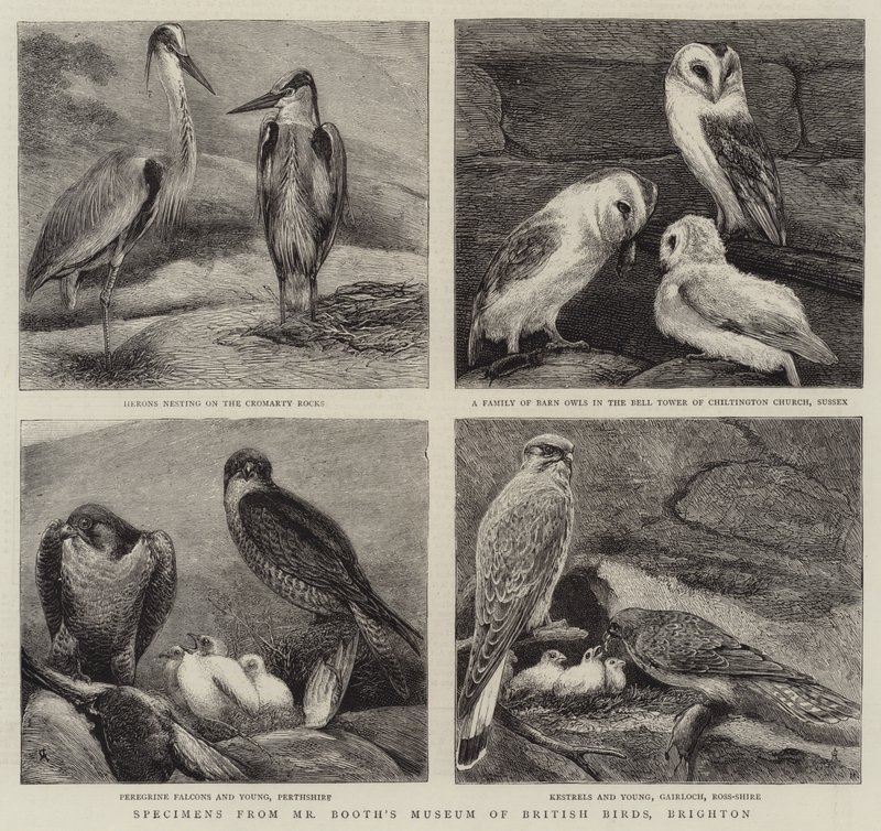 Exemplar från Booths Museum of British Birds, Brighton. av Alfred Chantrey Corbould