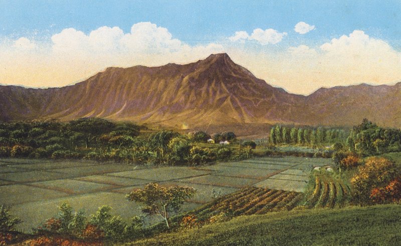 Risfält, Oahu (färgfoto) av American Photographer