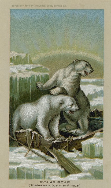 Isbjörn, Thalassarctos maritimus (chromolith) av American School