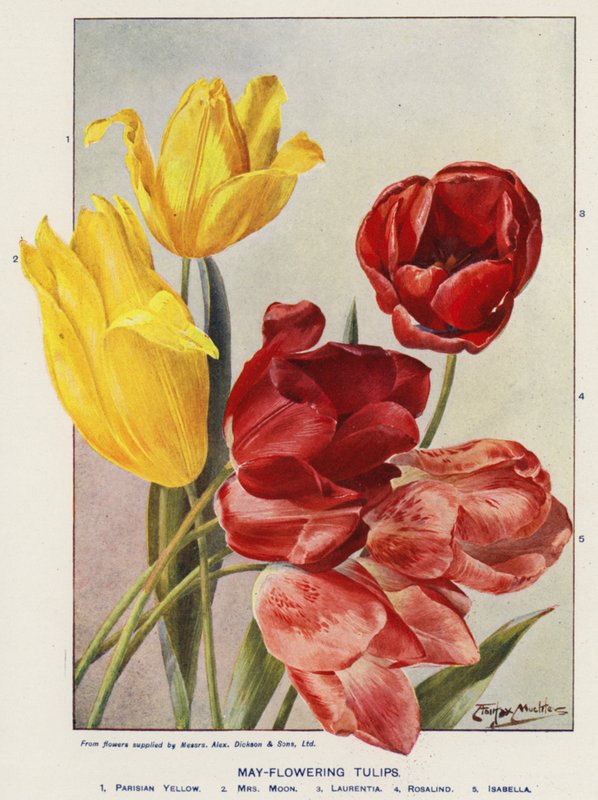 Majblommande tulpaner (färglitografi) av Angelo Fairfax Muckley
