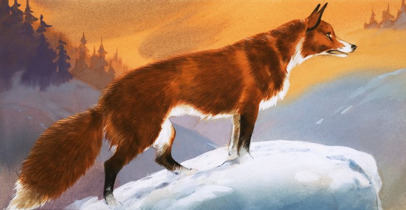 Räv i snön av Angus McBride