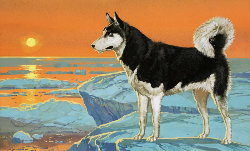 Husky hund av Angus McBride