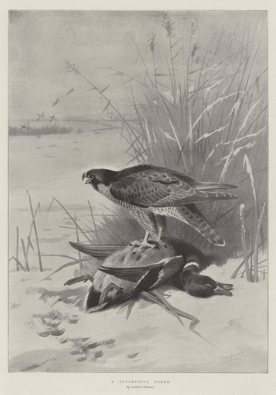 En lyckad satsning av Archibald Thorburn