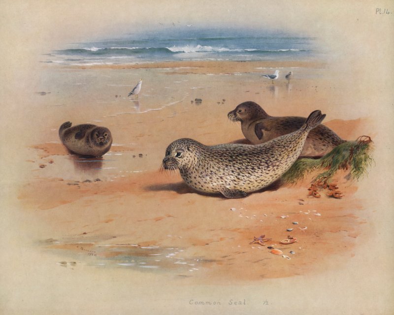 Gemensam säl av Archibald Thorburn