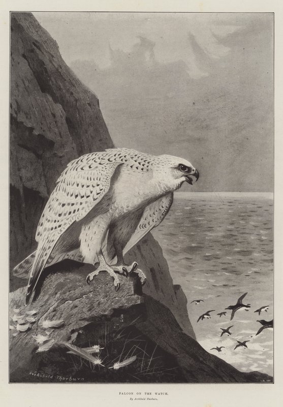Falk på vakten av Archibald Thorburn