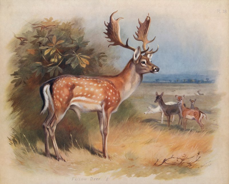 Fallow Deer salu av Archibald Thorburn