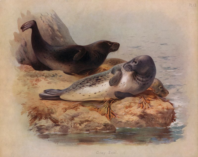 Gråsäl av Archibald Thorburn