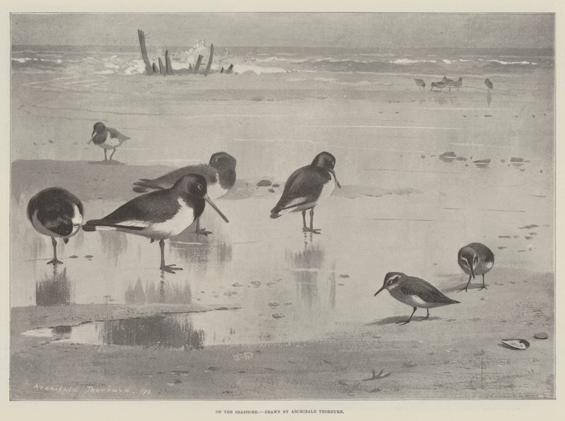 På havsstranden av Archibald Thorburn