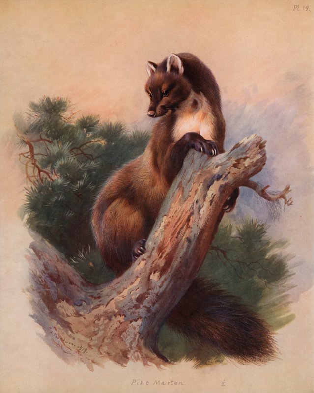 Mård av Archibald Thorburn