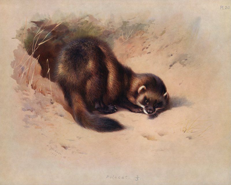 Polecat swed av Archibald Thorburn