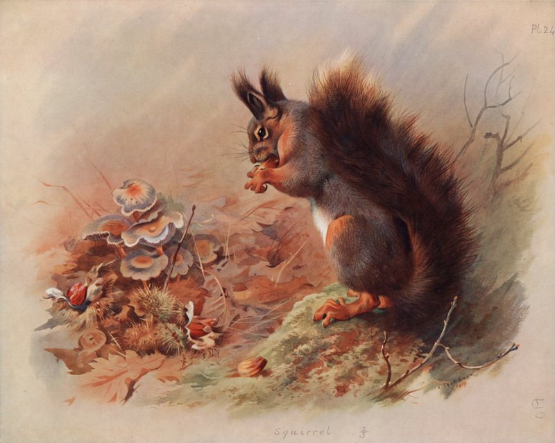 Ekorre av Archibald Thorburn