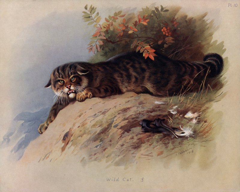 Vild katt av Archibald Thorburn