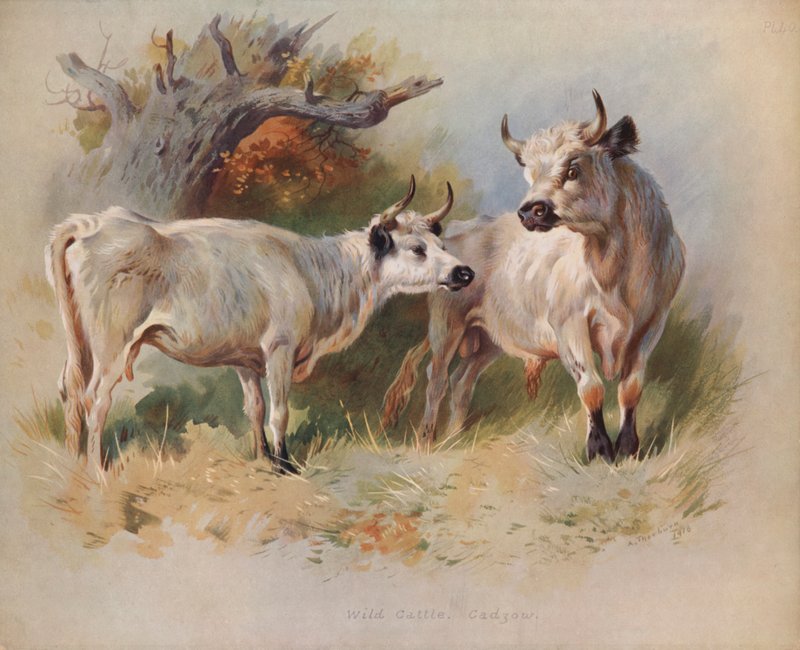 povi vao, Cadzow swed av Archibald Thorburn
