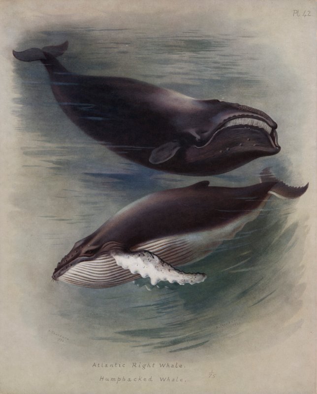 Atlantisk högval, knölval av Archibald Thorburn