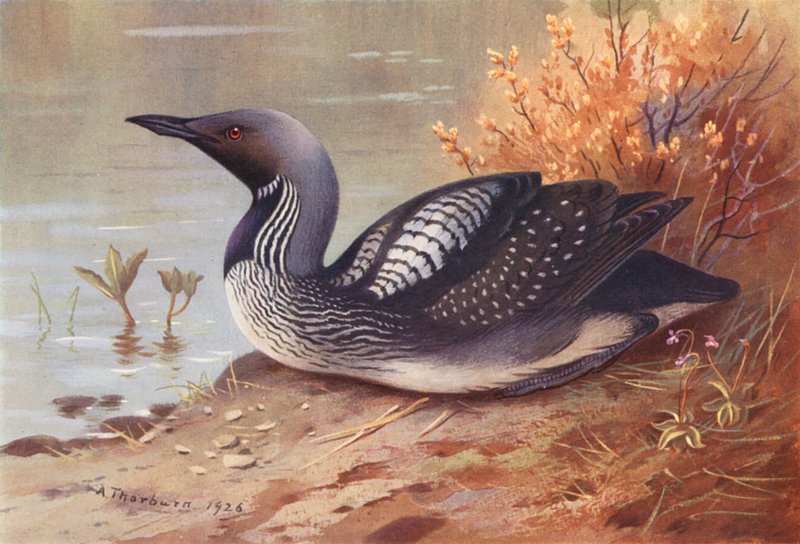 Svartstrupig dykare (färglitografi) av Archibald Thorburn