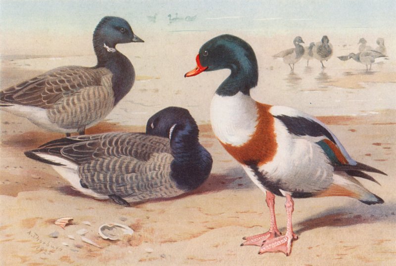 Bläsgås, skedand (färglitografi) av Archibald Thorburn