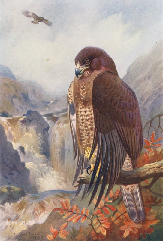 Fjällvråk (färglitografi) av Archibald Thorburn