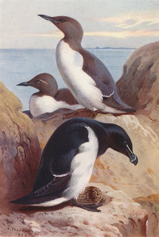 Sillgrissla, tordmule (färglitografi) av Archibald Thorburn