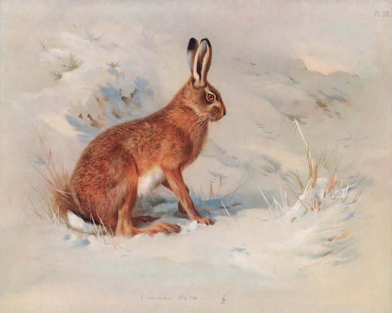 Sau le Hare masani av Archibald Thorburn