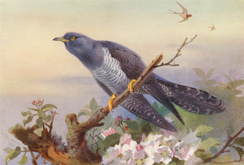 Cuckoo (färglitografi) av Archibald Thorburn