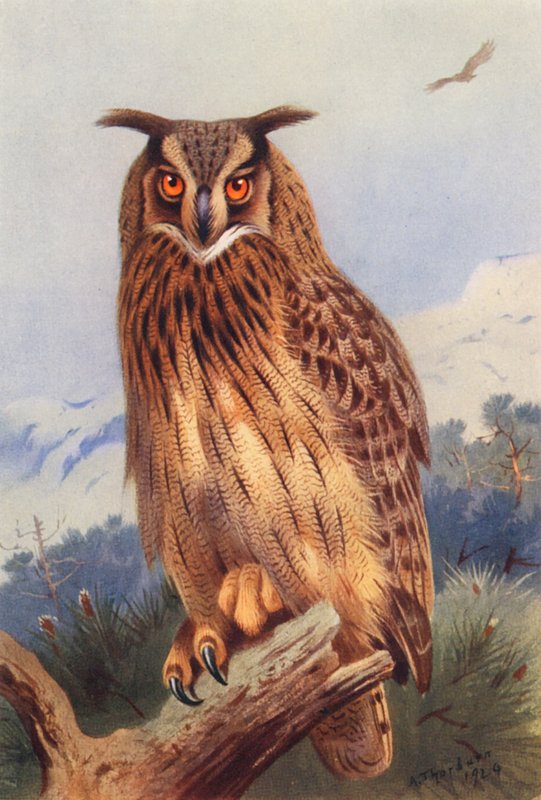 Eagle-Owl (färglitografi) av Archibald Thorburn