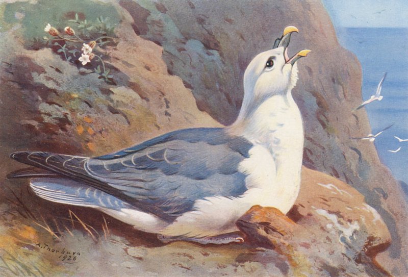 Fulmar (färglitografi) av Archibald Thorburn