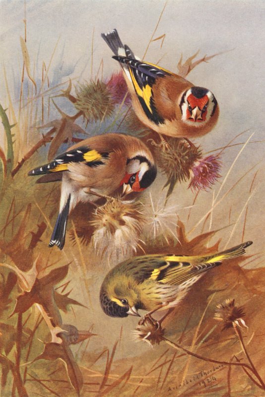 Bofink, Siskin (färglitografi) av Archibald Thorburn