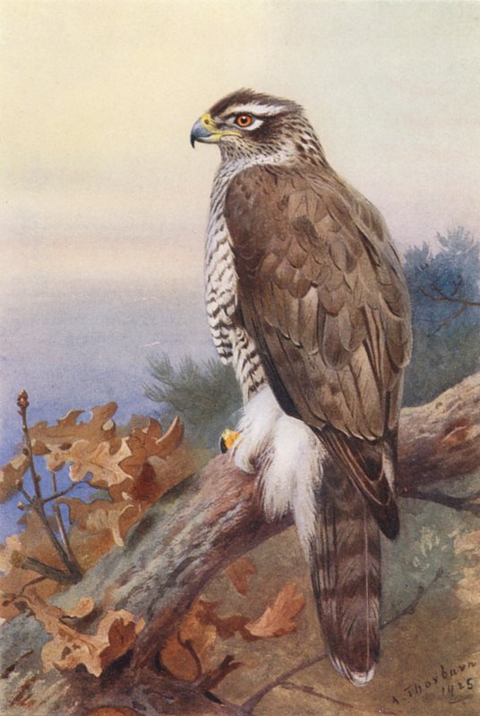 Goshawk (färglitografi) av Archibald Thorburn