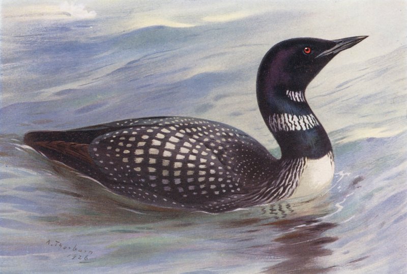 Stor nordsjödykare (färglitografi) av Archibald Thorburn