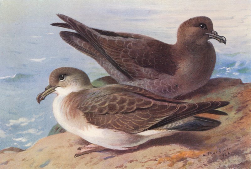 Stor sköldpadda, Sooty sköldpadda (färglitografi) av Archibald Thorburn