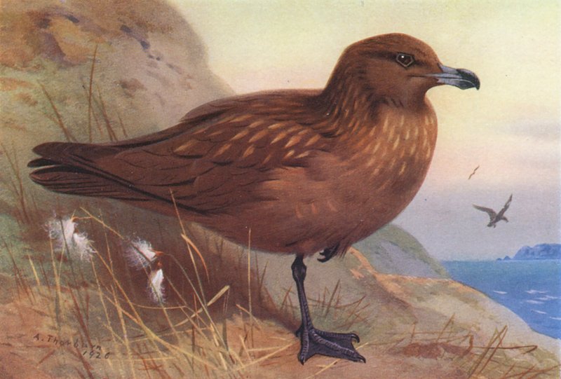 Stor labb (färglitografi) av Archibald Thorburn
