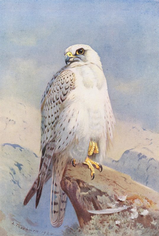 Grönlandsfalken (färglitografi) av Archibald Thorburn