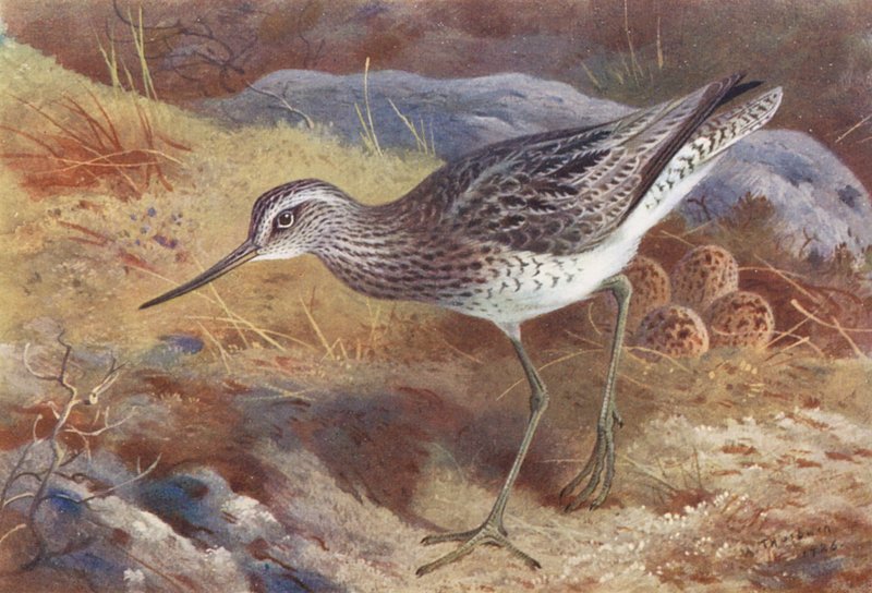Greenshank (färglitografi) av Archibald Thorburn