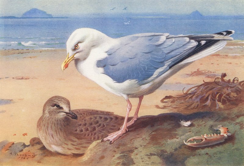 Silltrut (vuxen och ung) (färglitografi) av Archibald Thorburn