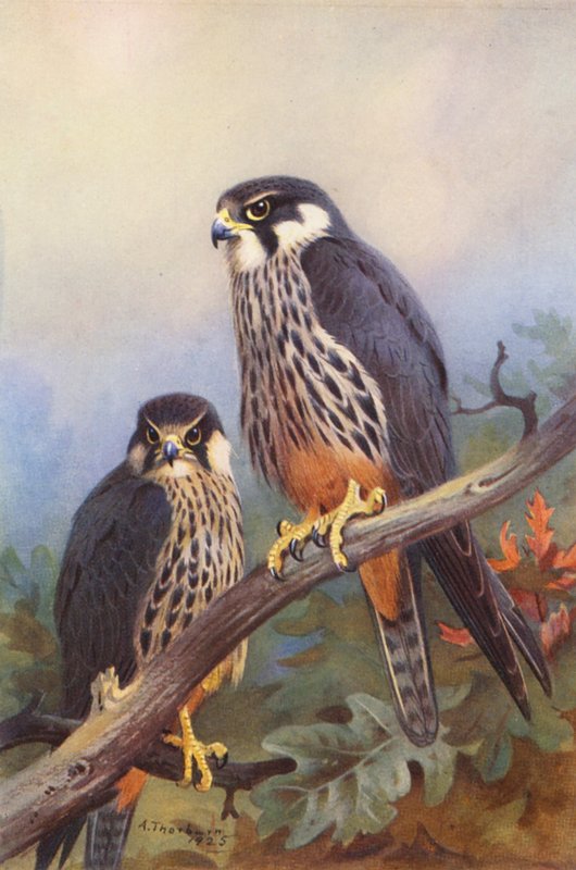 Hobby (man och kvinna) (färglitografi) av Archibald Thorburn