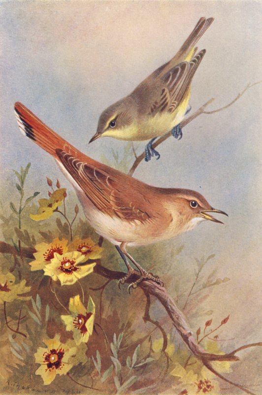 Icterine sångare, Rufous sångare (färglitografi) av Archibald Thorburn
