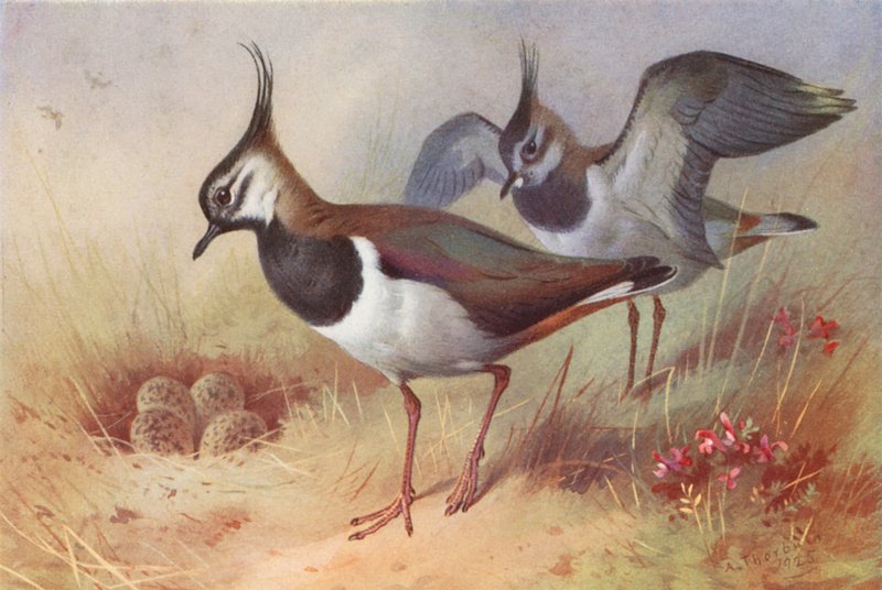 Tofsvipa (hane och hona) (färglitografi) av Archibald Thorburn