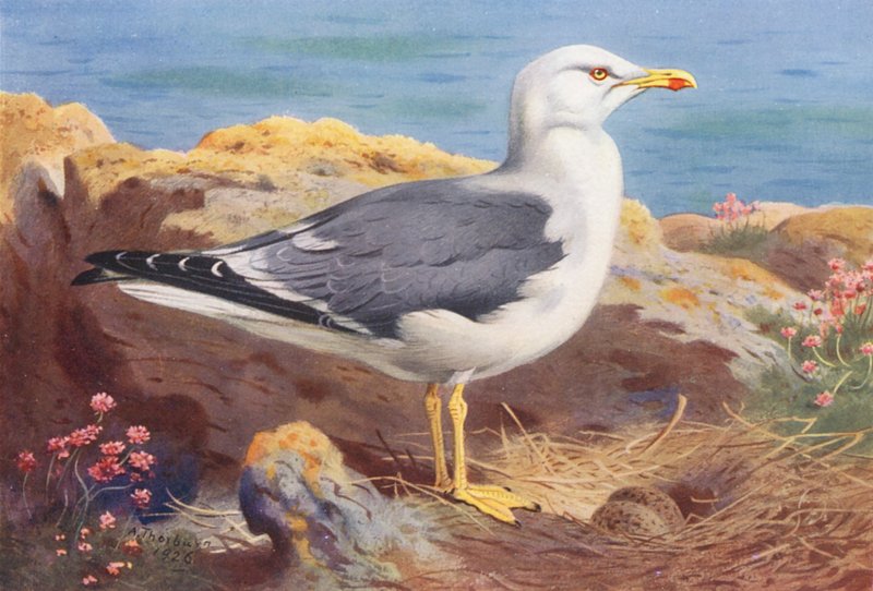 Mindre svartryggad mås (färglitografi) av Archibald Thorburn