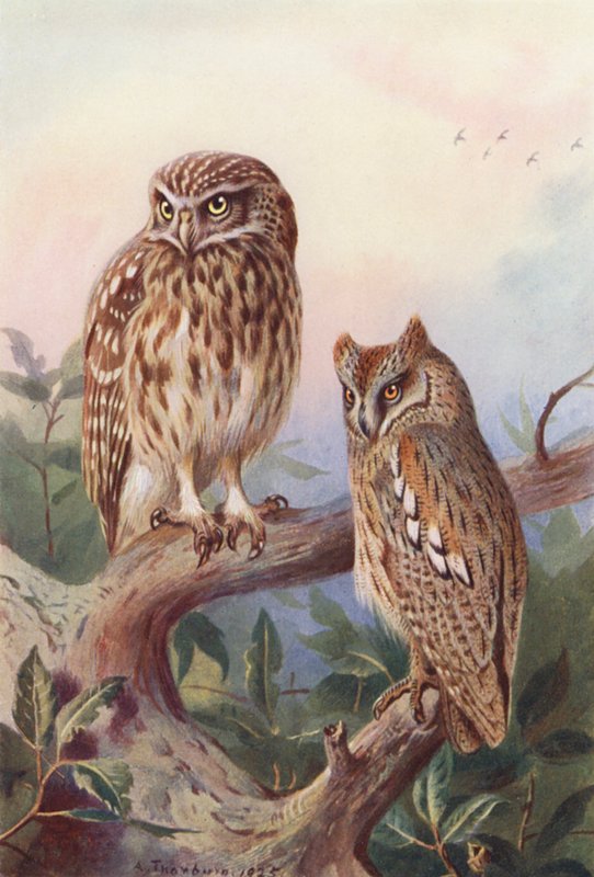 Lilla ugglan, stora ugglan (färglitografi) av Archibald Thorburn